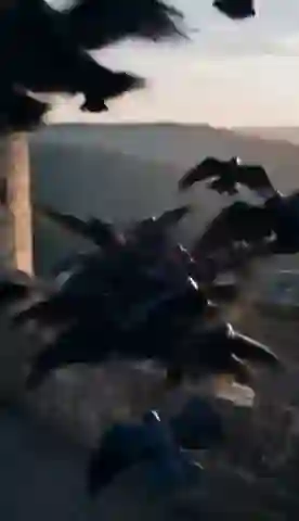 Kuş Sürüsü geçişi