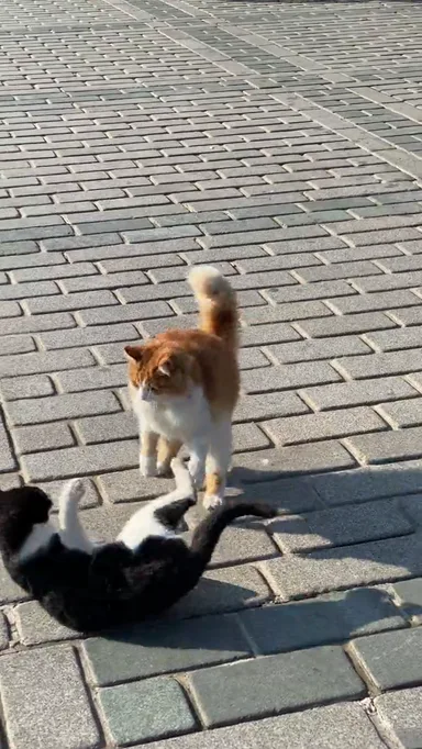 Bu videonun analizi